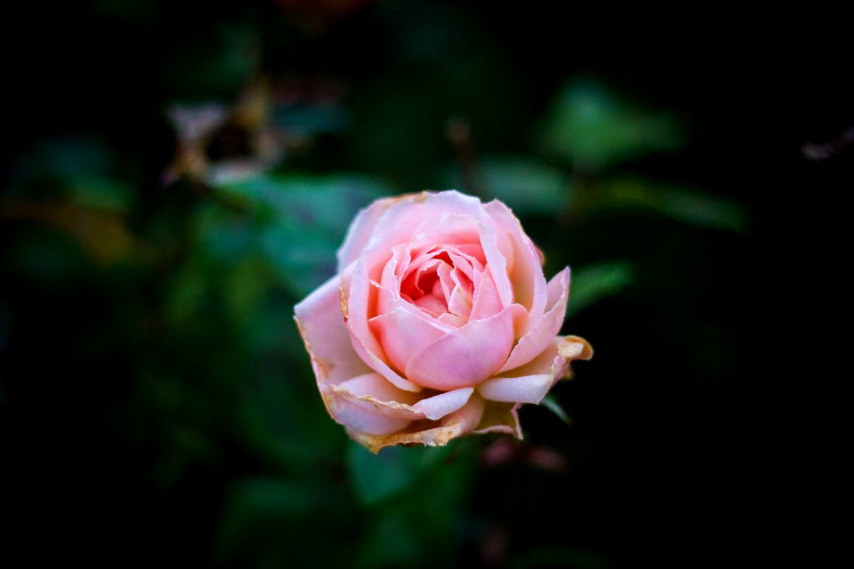 St. anne s rose garden, Baile  tha cliath, Irel