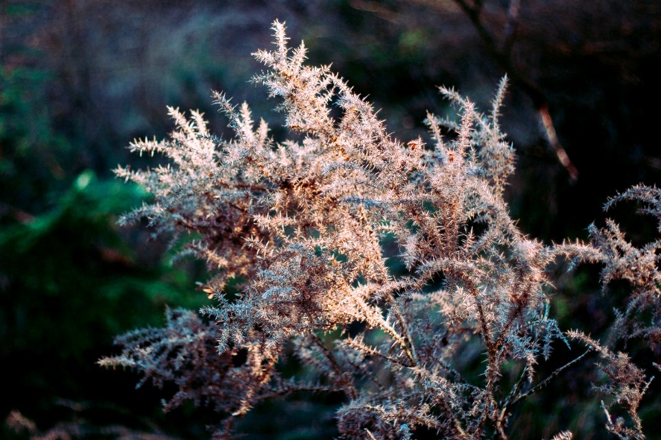 Irel, Glendalough, Forest