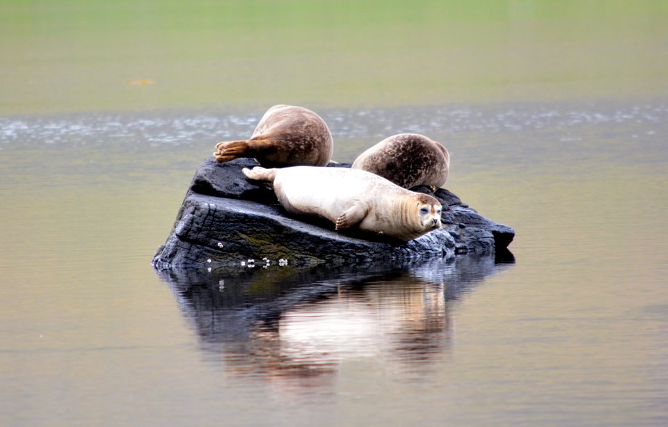 Fjord, Water, Sealion