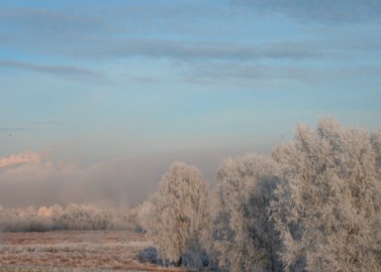 Winter, Trees, Russia