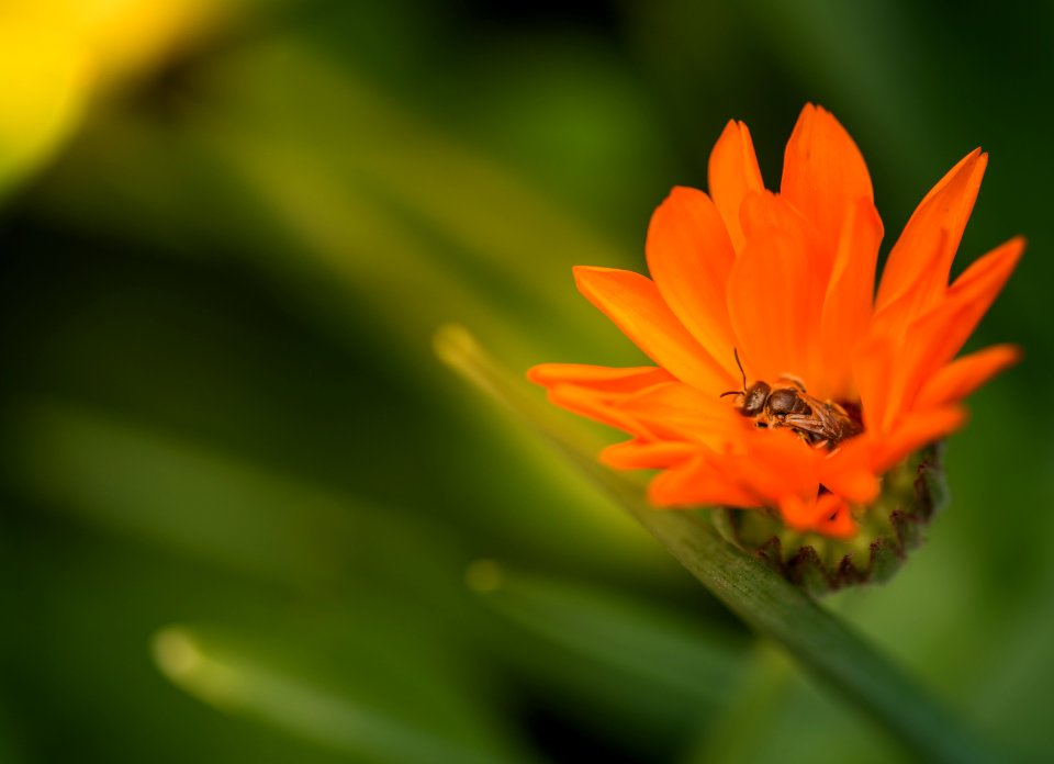 Orange, Share, Closeup
