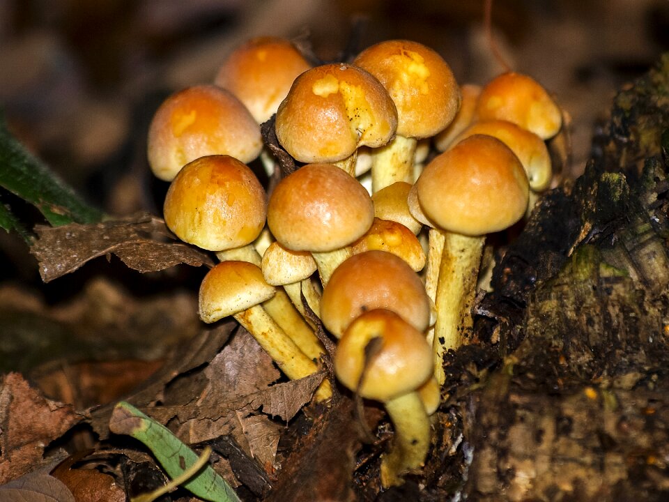 Forest autumn nature