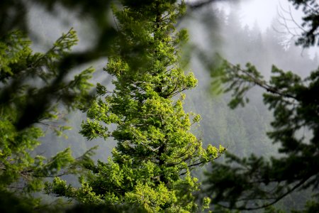 Nature, Mount walker, Quilcene