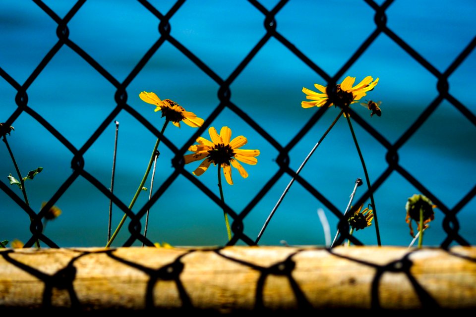 Net, Flower, Ocean