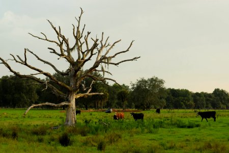 Mount dora, United states, Pasture photo