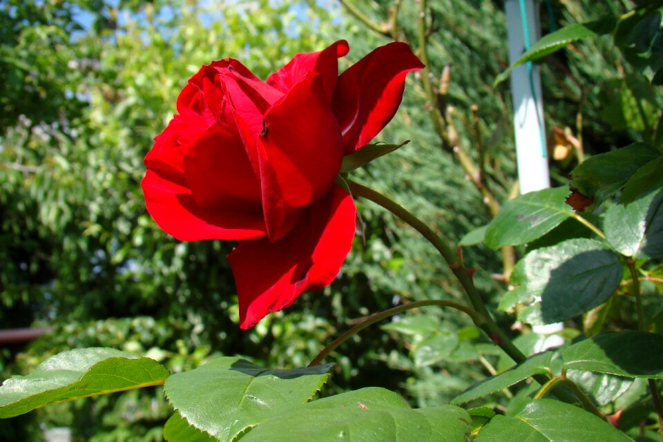 Flowers holiday green