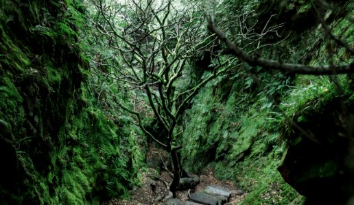 Finnich glen devils pulpit, United kingdom, Forest photo