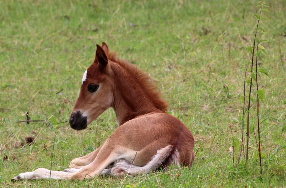 Foal lying horse foal