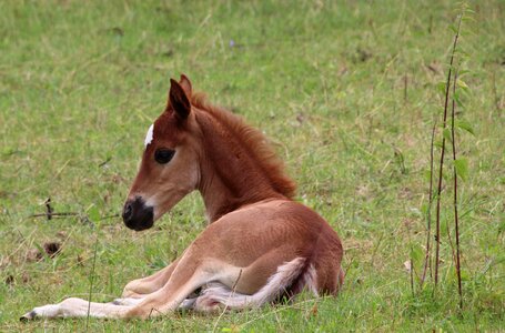 Foal lying horse foal