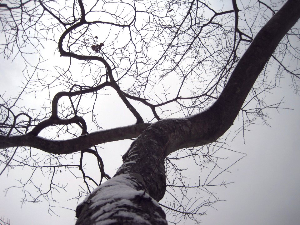 Tree, Winter
