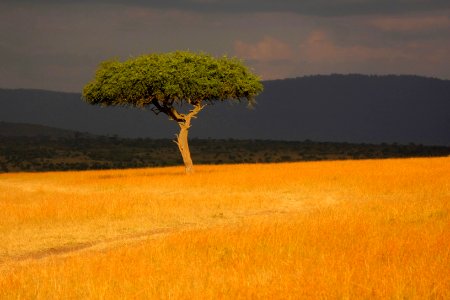 Kenya, Journey, Grass