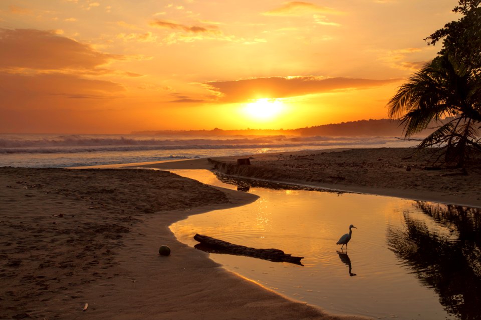 birds flying over the beach during sunset