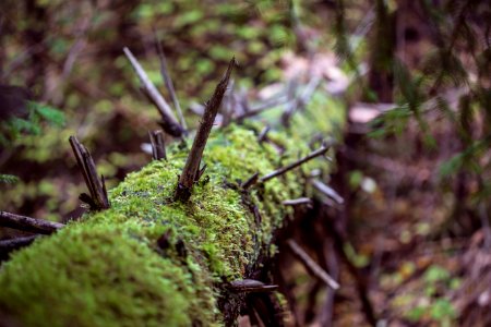 green moss on brown tree trunk photo