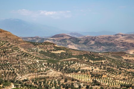 aerial view of green trees and mountains during daytime