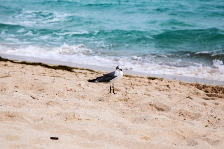 white and gray bird on beach shore during daytime photo