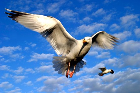 Flight, Wings, High