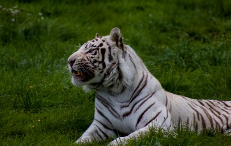 Tiger photo