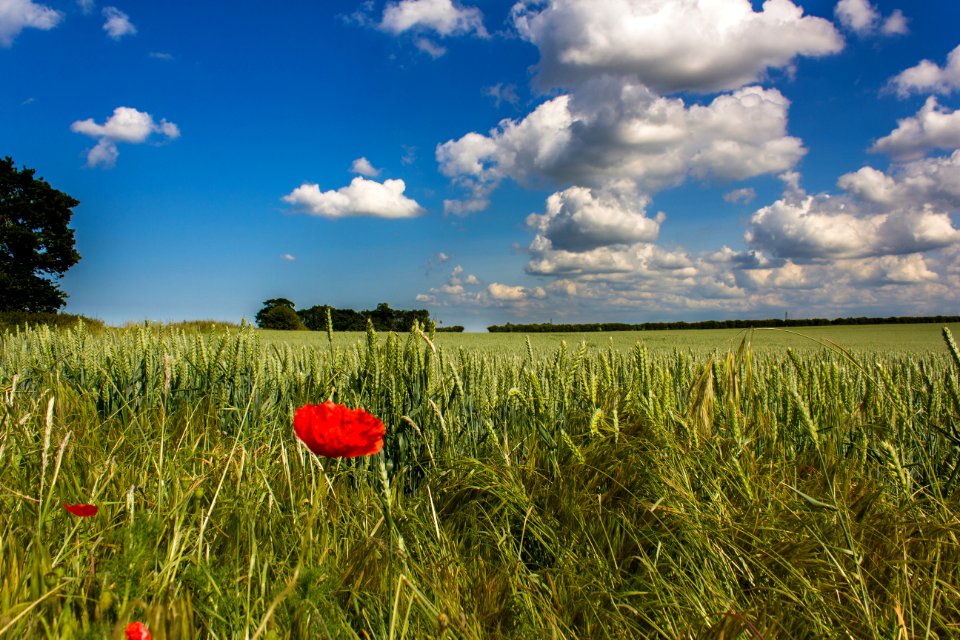 Norfolk, United kingdom, Scape