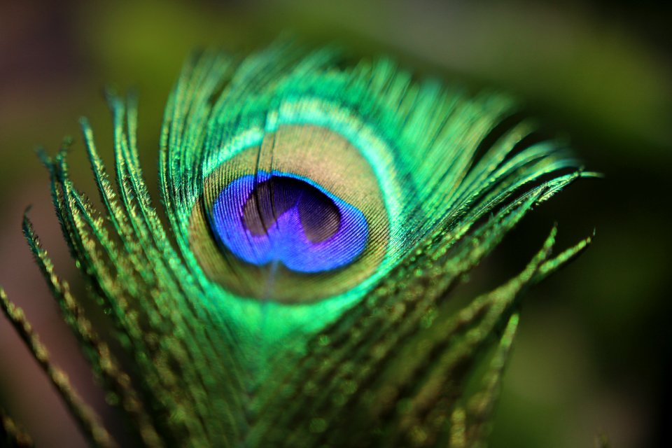 Feather, Purple, Peacock feather