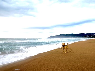 Dog, Wave, Platja de pals photo