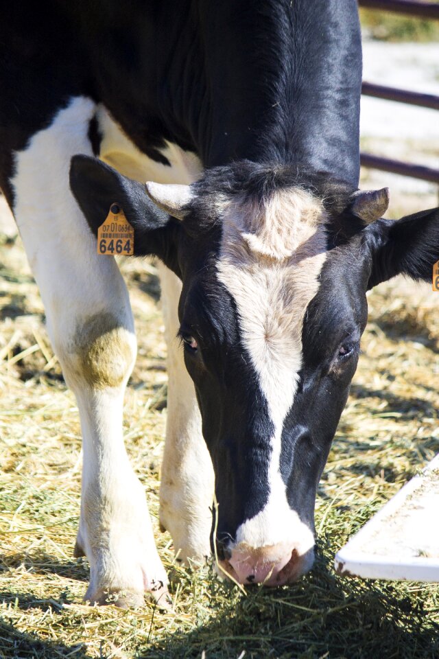Farm veal animal