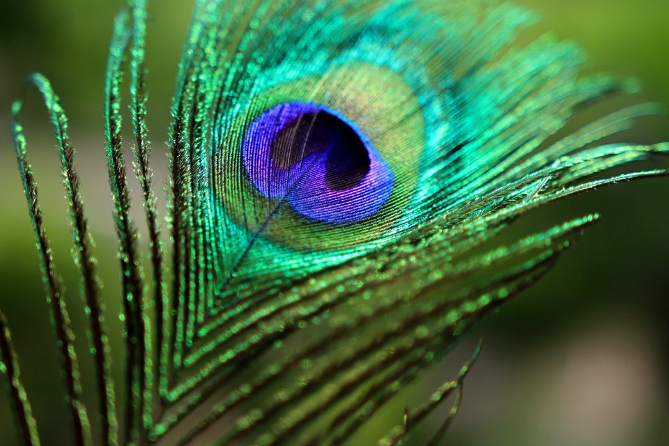 Colorful, Peacock, Peacock feather