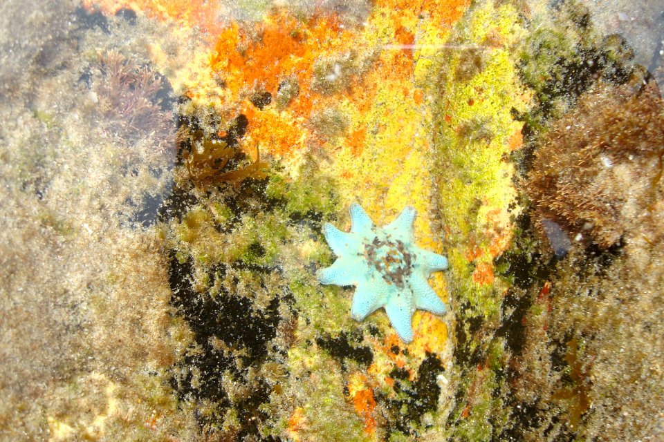 Australia, Starfish