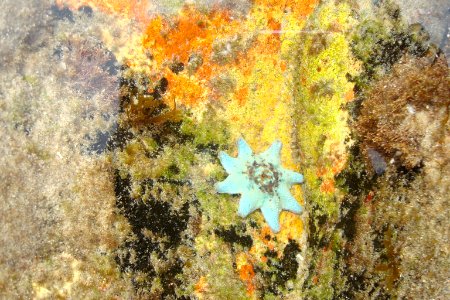 Australia, Starfish