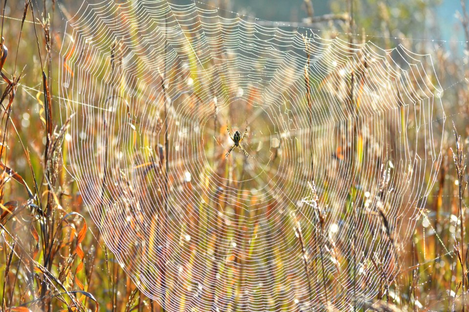 Capon bridge, United states, Dew