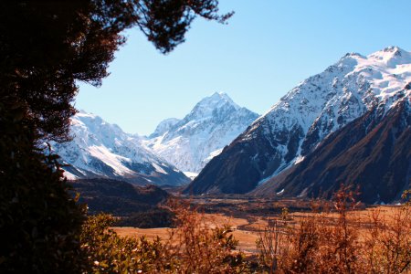 New Zealand, Aorakimount cook national park, Trees
