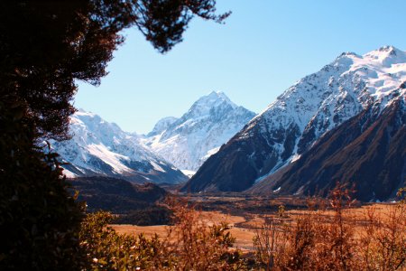 New Zealand, Aorakimount cook national park, Trees photo