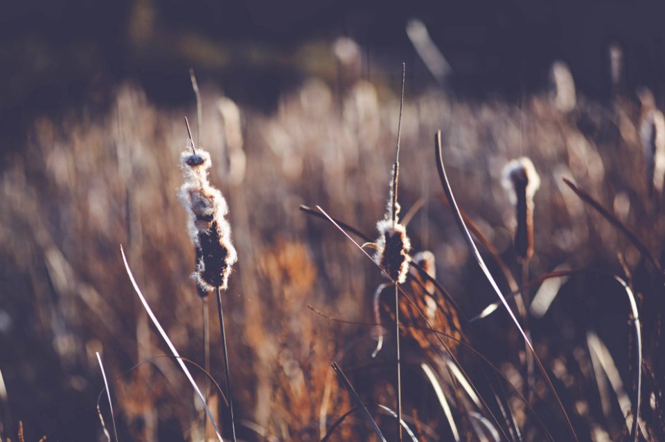Sunset, Marsh, Cat tails