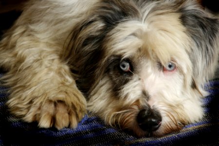 Eyes, Look, Bearded collie