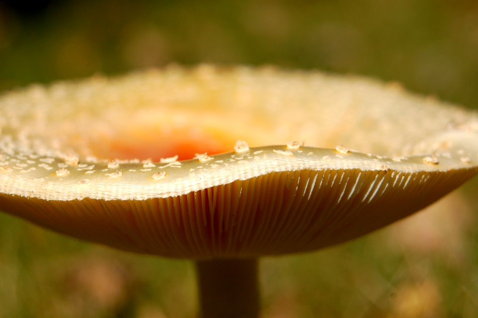 Macro, Nature, Mushroom