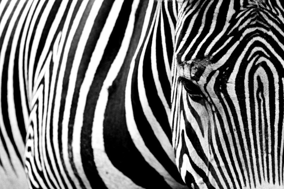 Stripe, White, Black