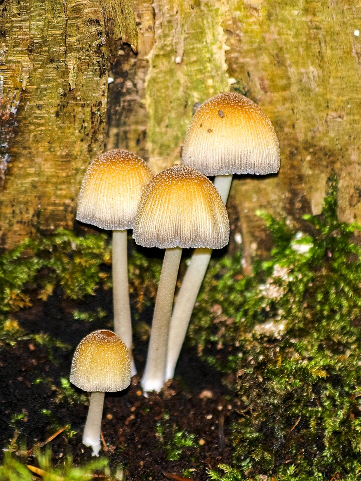 Forest autumn nature