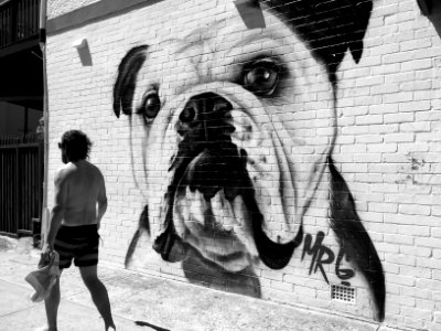 A white bulldog painted on a brick wall. photo