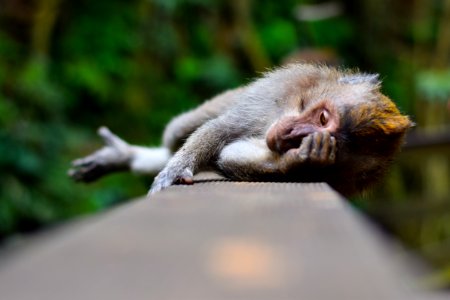 Rest, Forest, Monkey photo