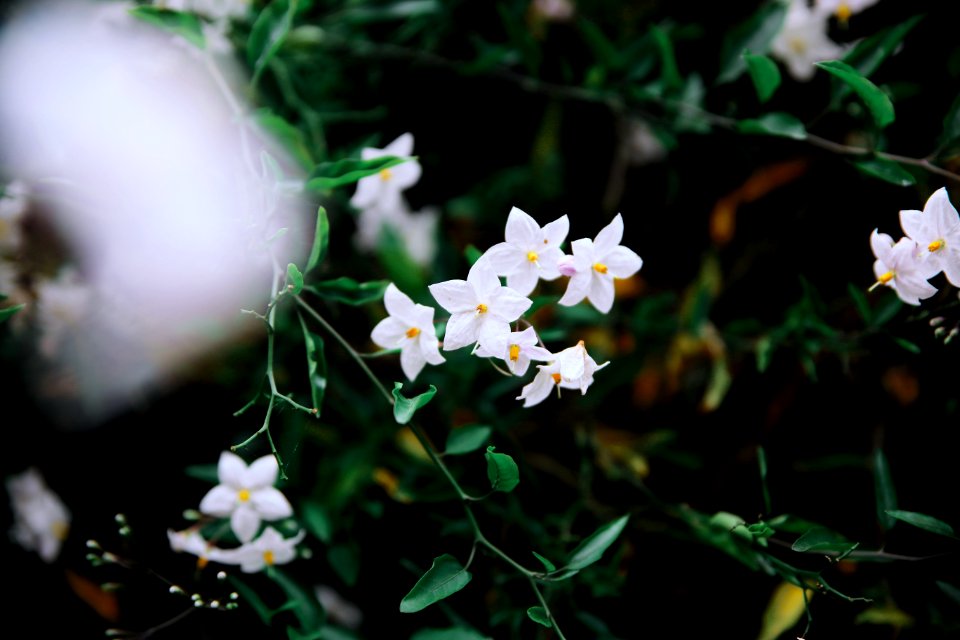 Hedge, Flowers, Garden