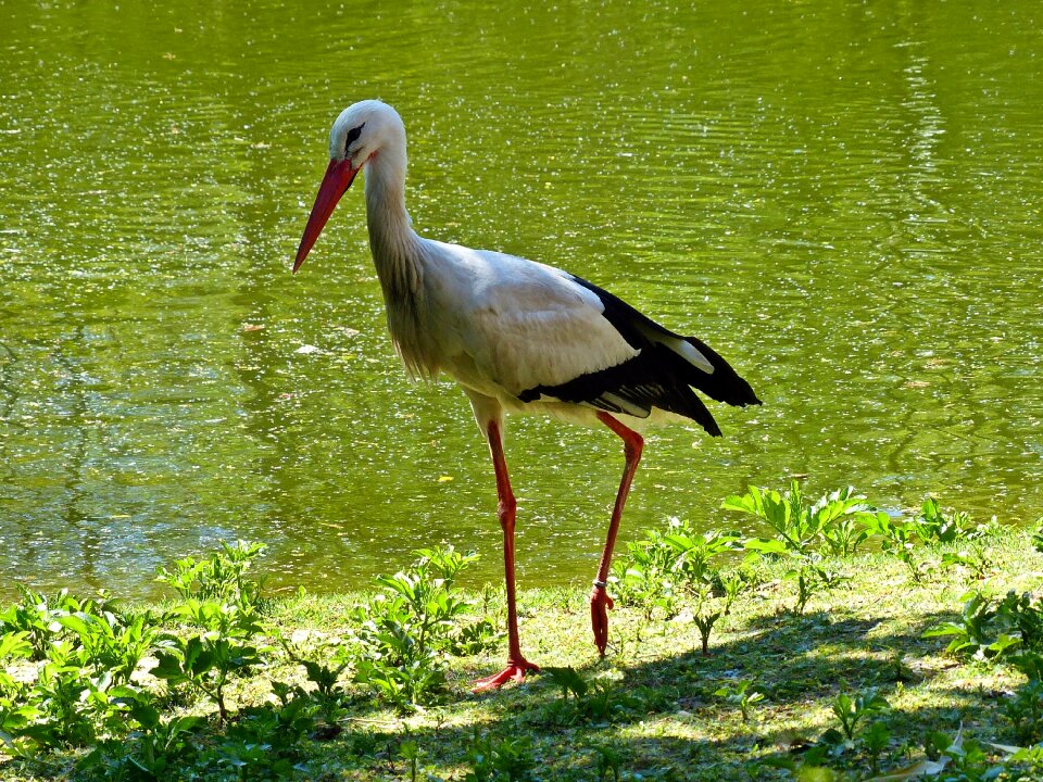 Bird rattle stork adebar