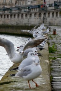 Paris, France, Seine photo