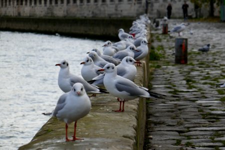 Paris, France, Seine photo