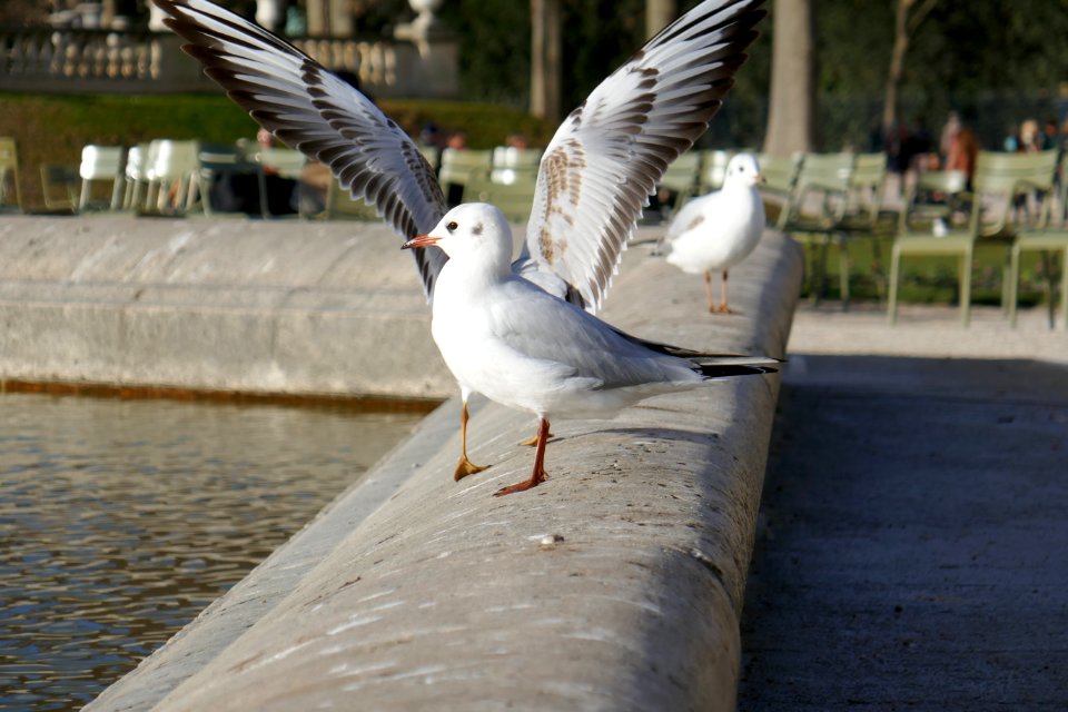 Luxembourg gardens, Paris, France