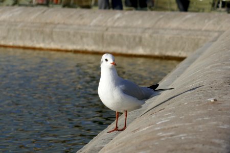 Luxembourg gardens, Paris, France photo