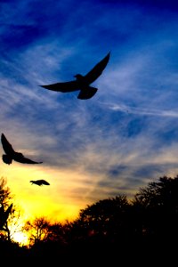 Silhouette, Flight, Fly