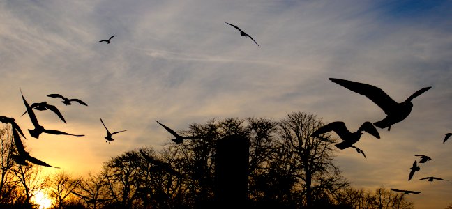 Luxembourg gardens, Paris, France photo