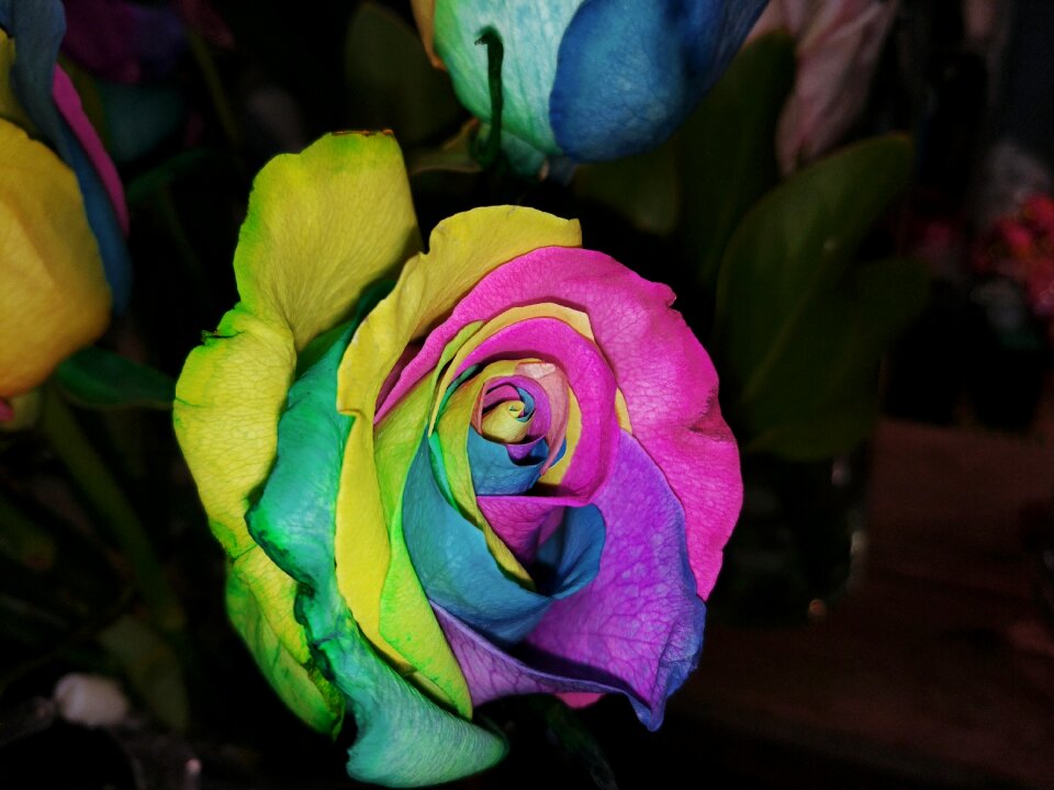 Rose flower shop warm