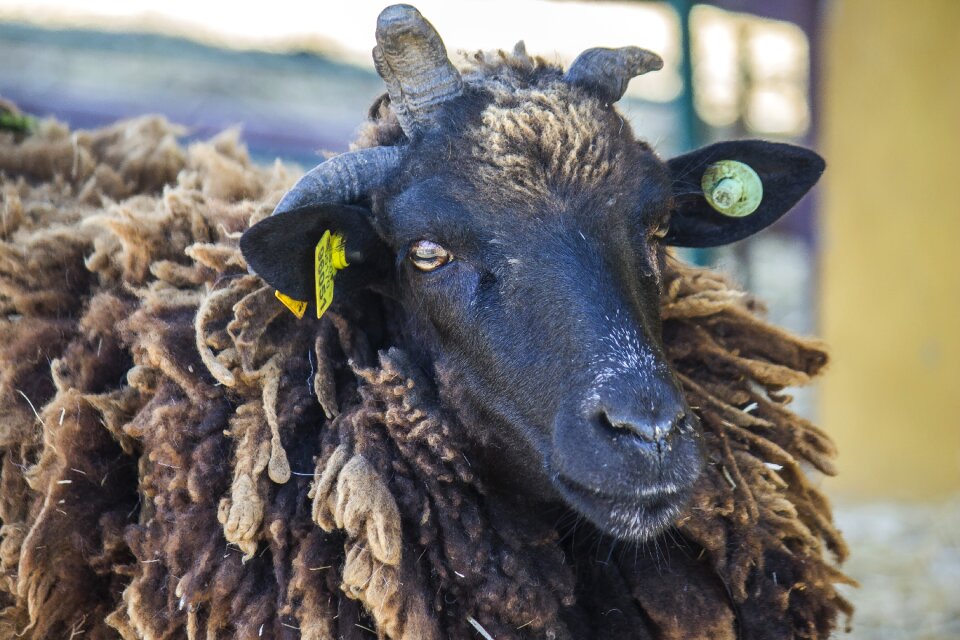 Farm animal livestock