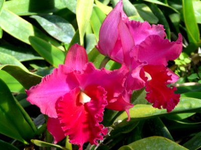 Blooms, Flowers, Orchids