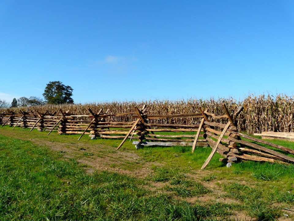 Harvest, Corn, Splitrail